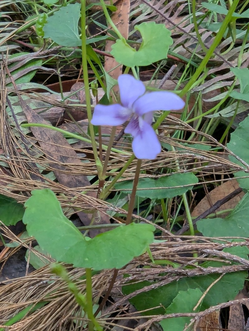 Viola silicestris photo 3