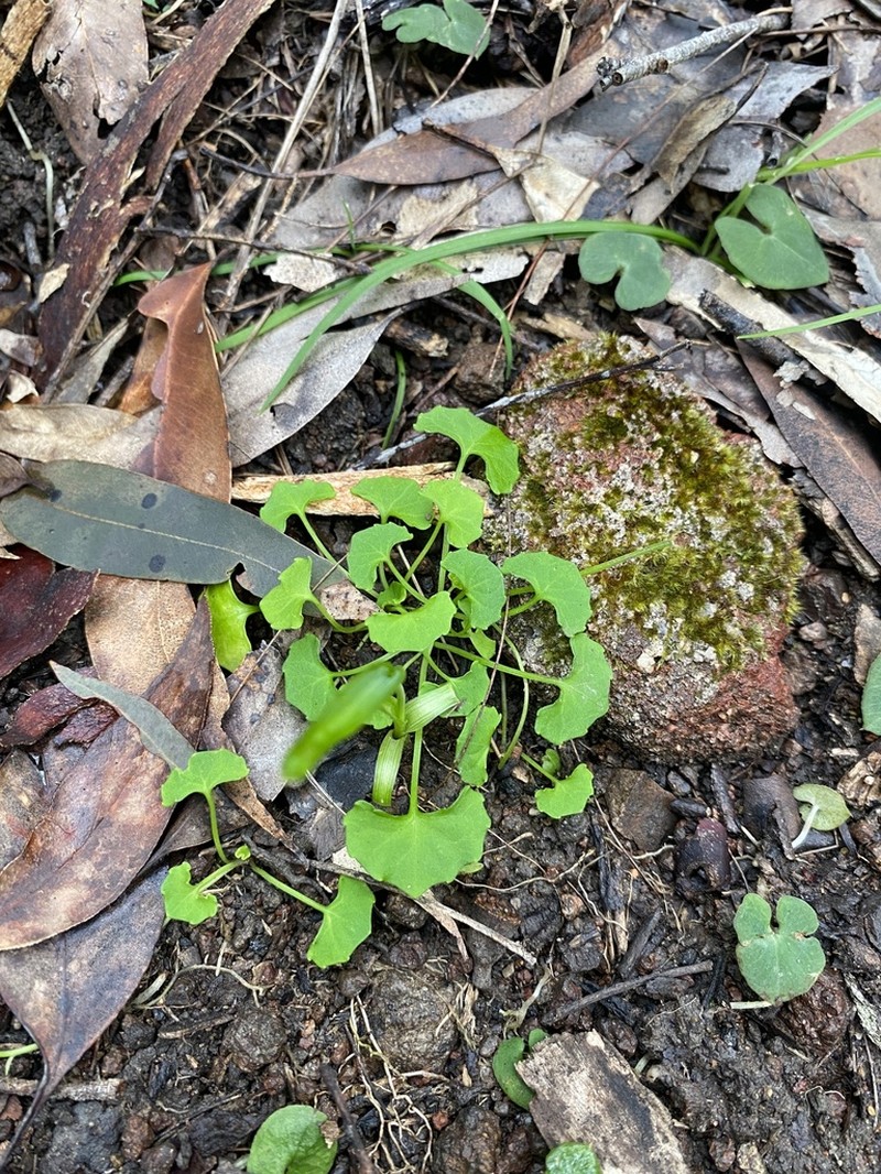 Viola silicestris photo 4