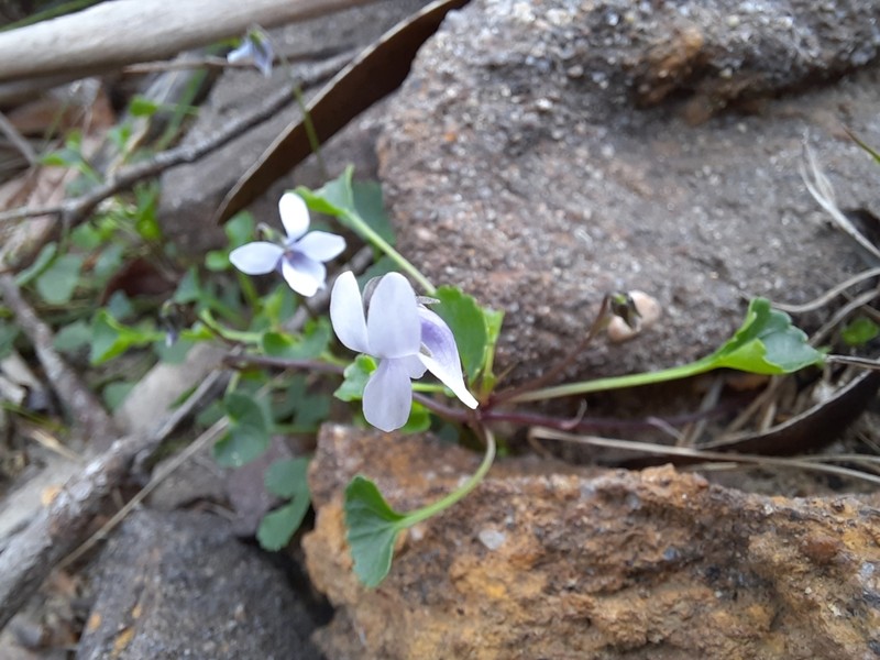 Viola silicestris photo 5