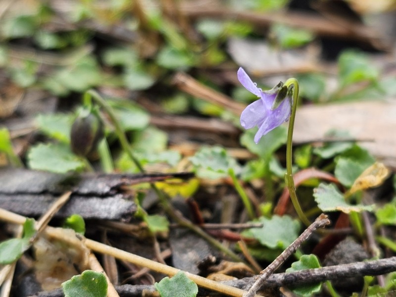 Viola silicestris photo 6