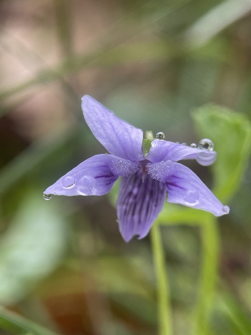 Viola silicestris photo 8