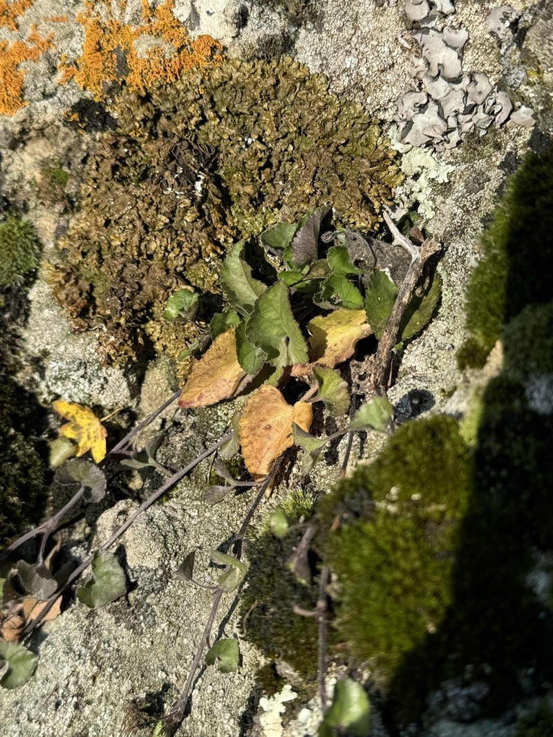 Viola sintenisii