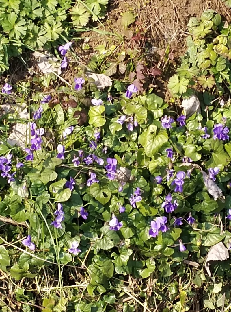 Viola sintenisii photo 2