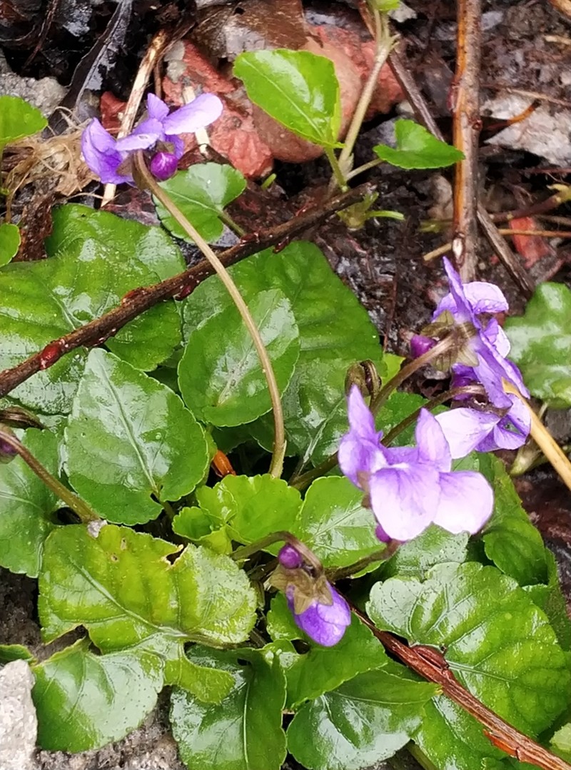 Viola sintenisii photo 3