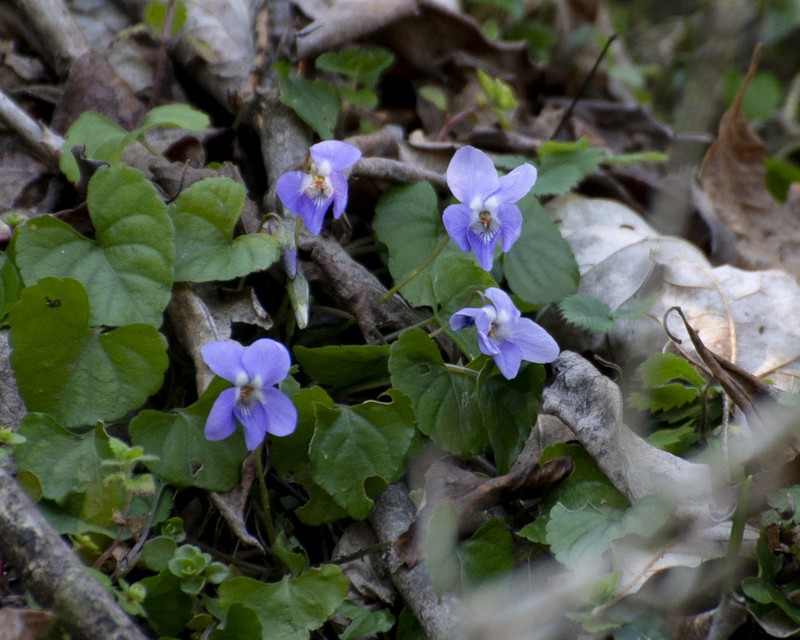 Viola sintenisii photo 4