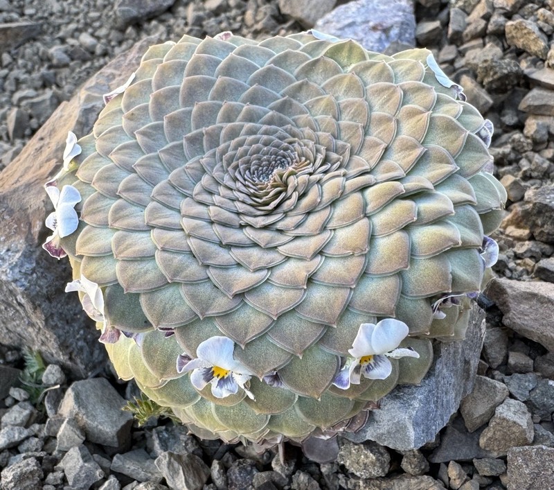 Viola skottsbergiana photo 2