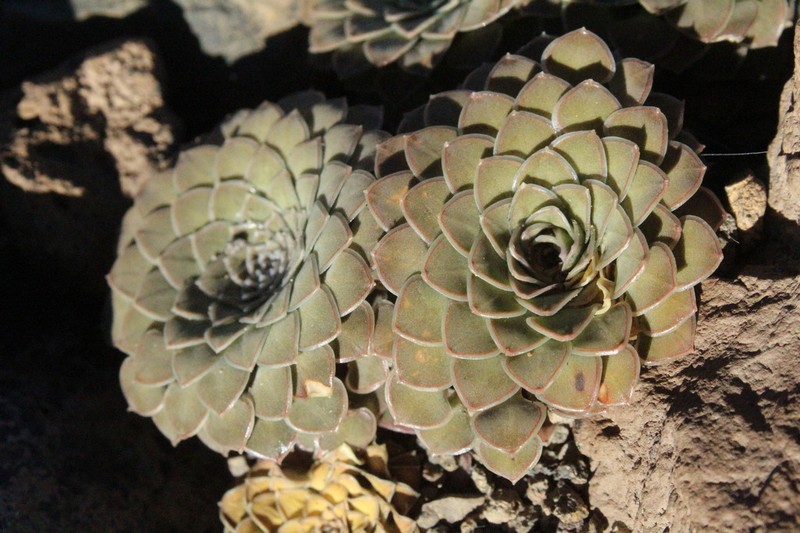 Viola skottsbergiana photo 3