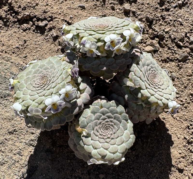Viola skottsbergiana photo 4
