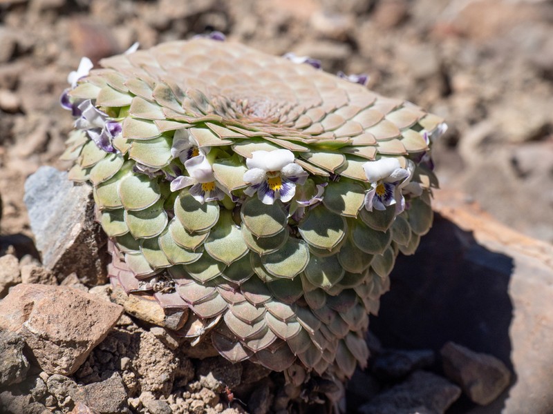 Viola skottsbergiana photo 5