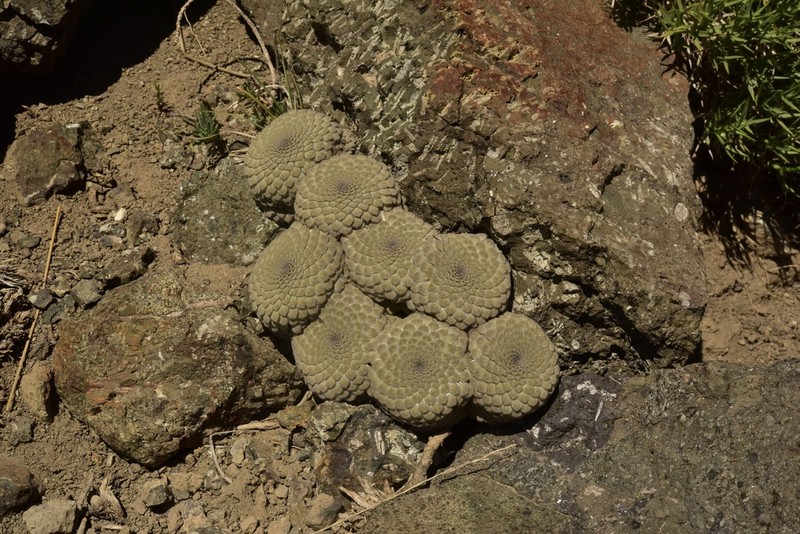 Viola skottsbergiana photo 6