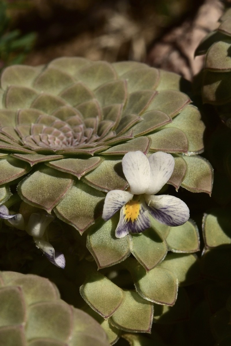 Viola skottsbergiana photo 7