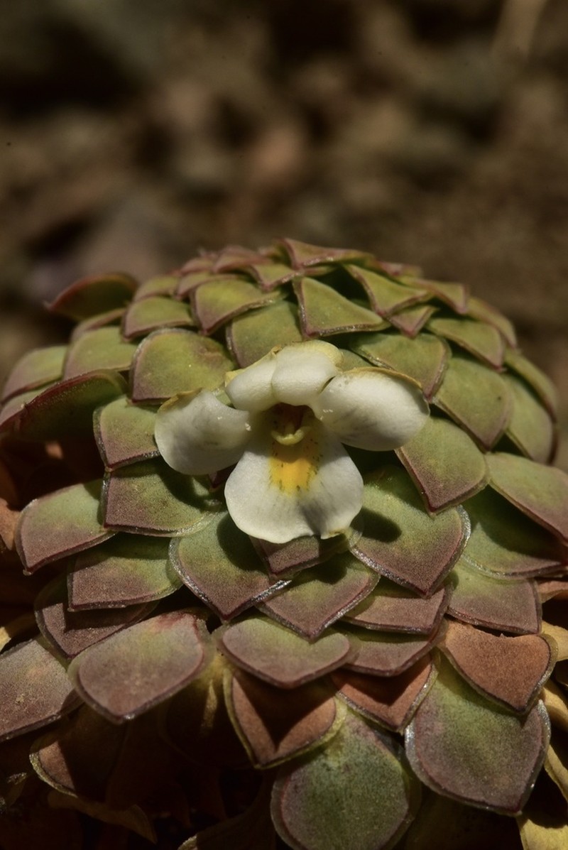 Viola skottsbergiana photo 8