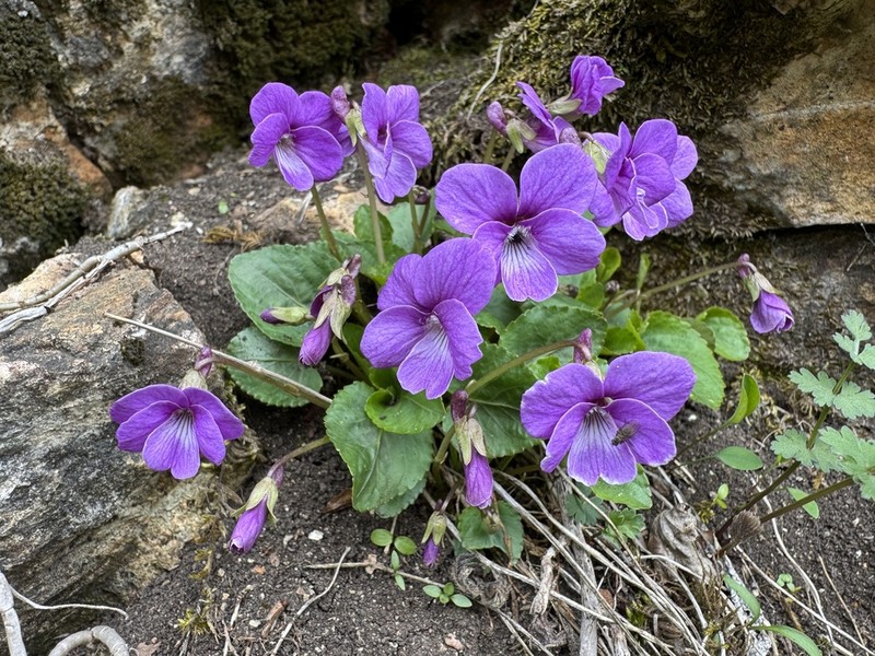 Viola somchetica