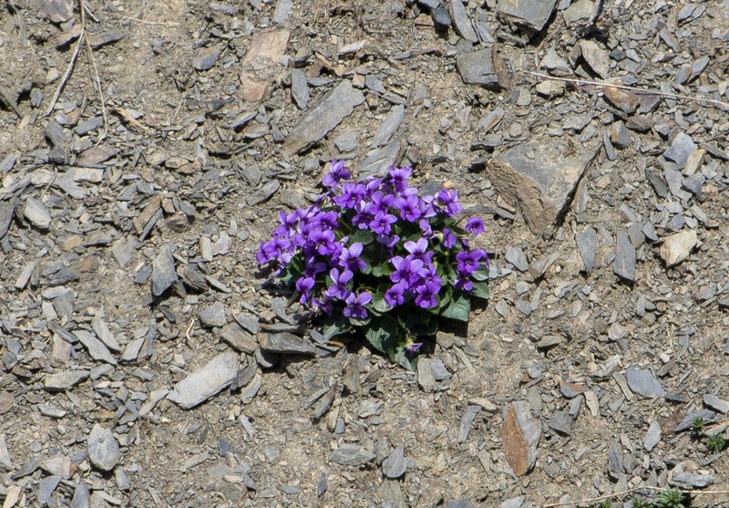 Viola somchetica photo 2
