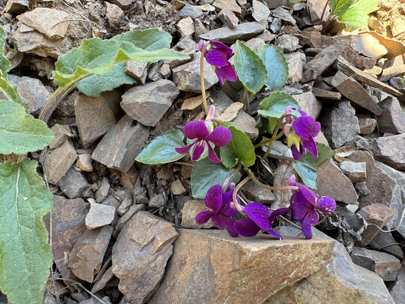 Viola somchetica photo 3
