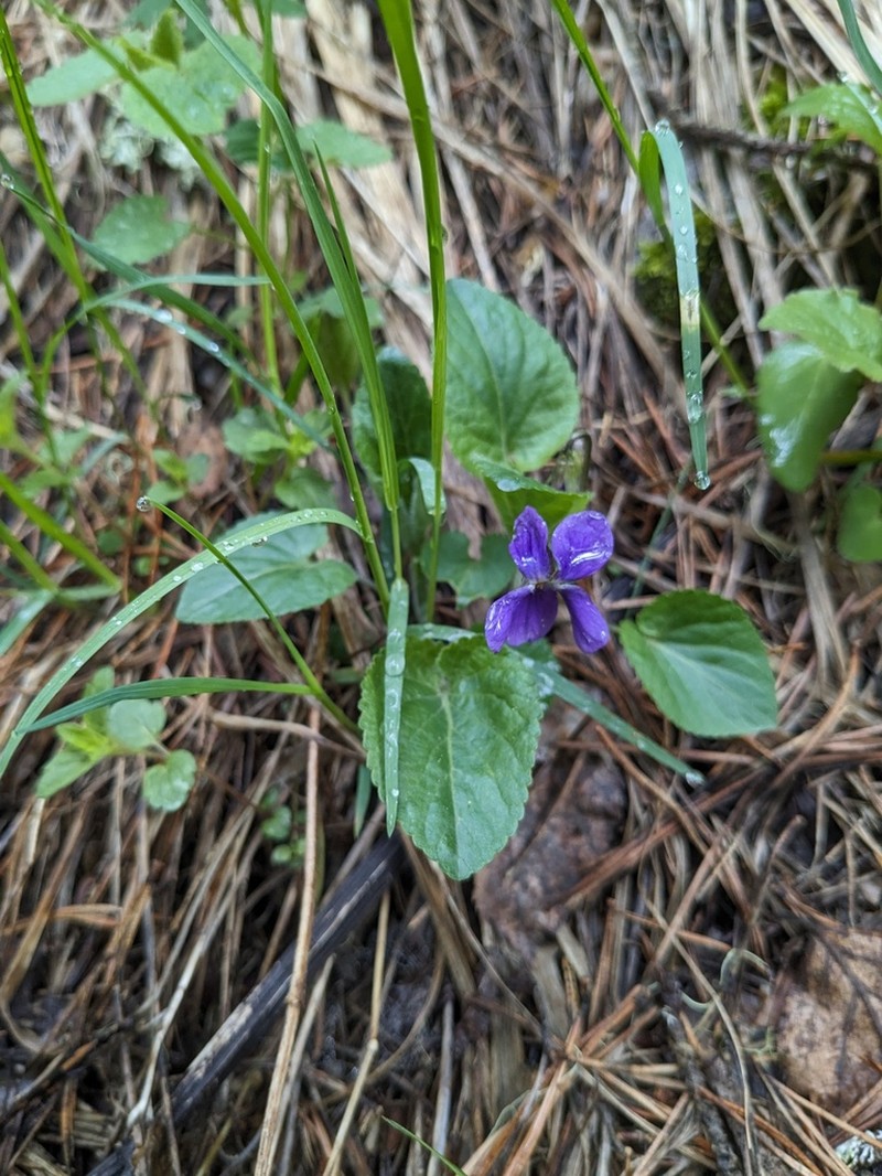 Viola somchetica photo 4