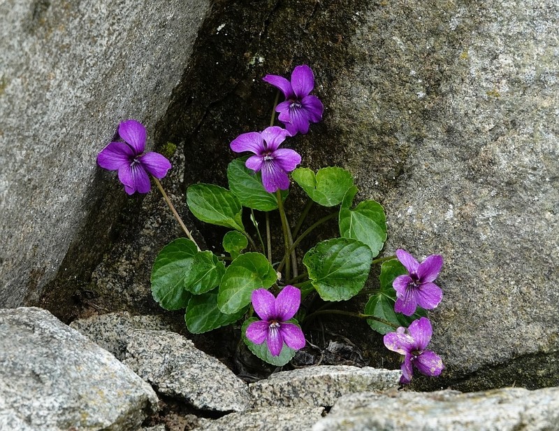 Viola somchetica photo 5