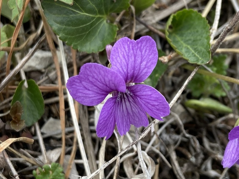 Viola somchetica photo 6