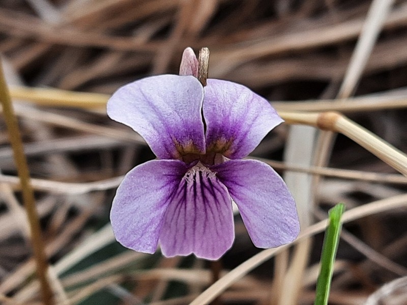 Viola somchetica photo 7
