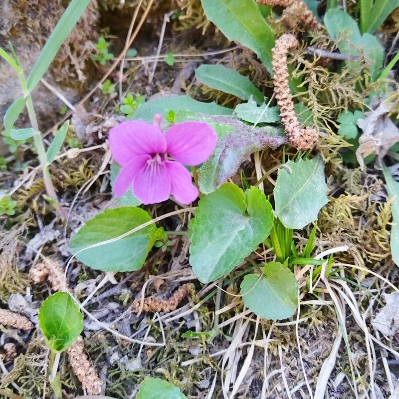 Viola somchetica photo 8