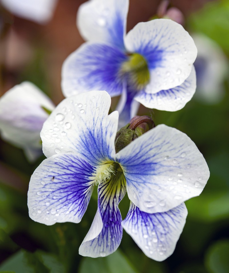 Common Blue Violet photo 4