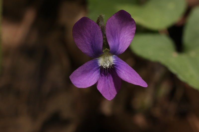 Common Blue Violet photo 5