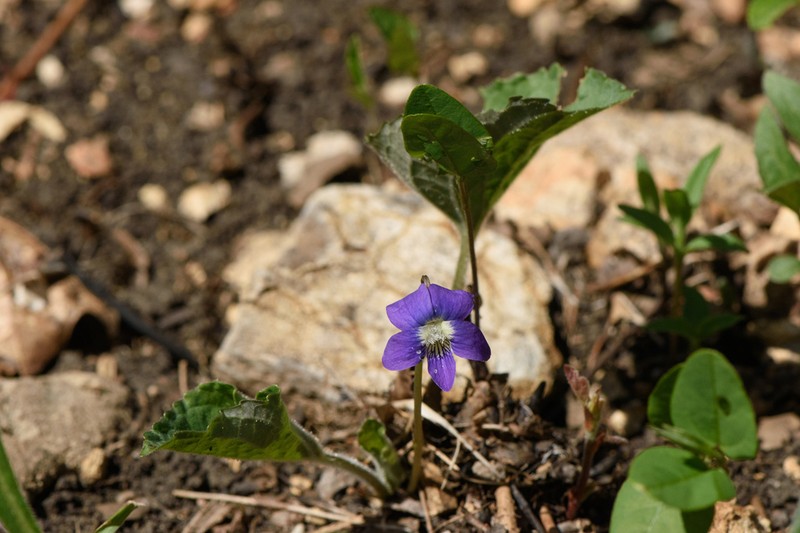 Common Blue Violet photo 6