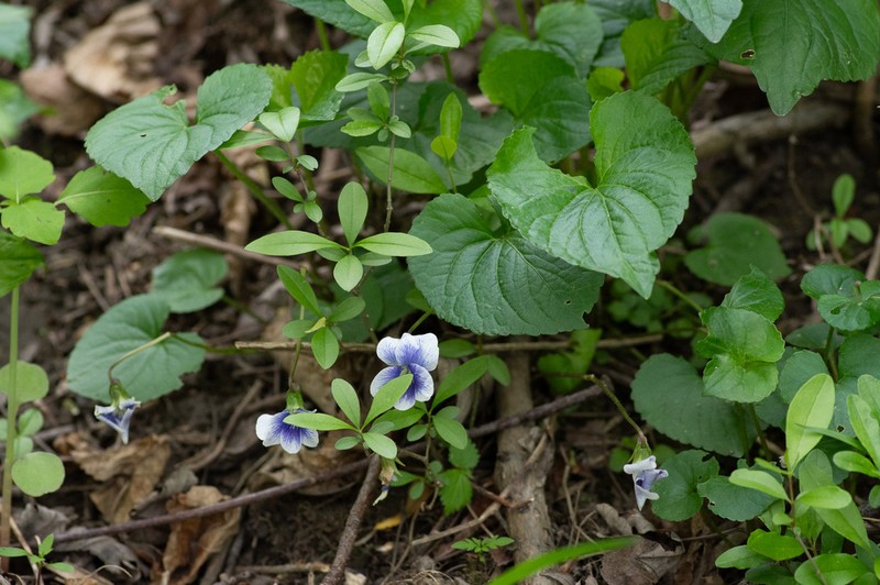 Common Blue Violet photo 7