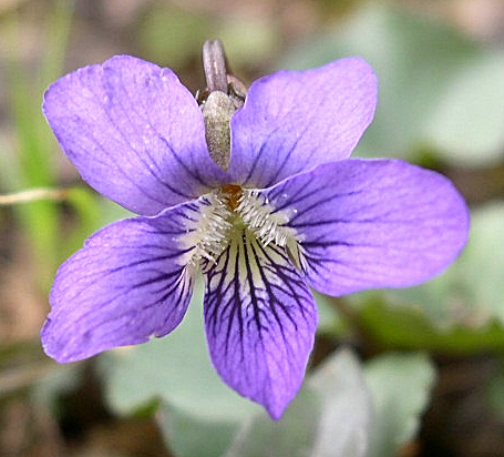 Common Blue Violet photo 5