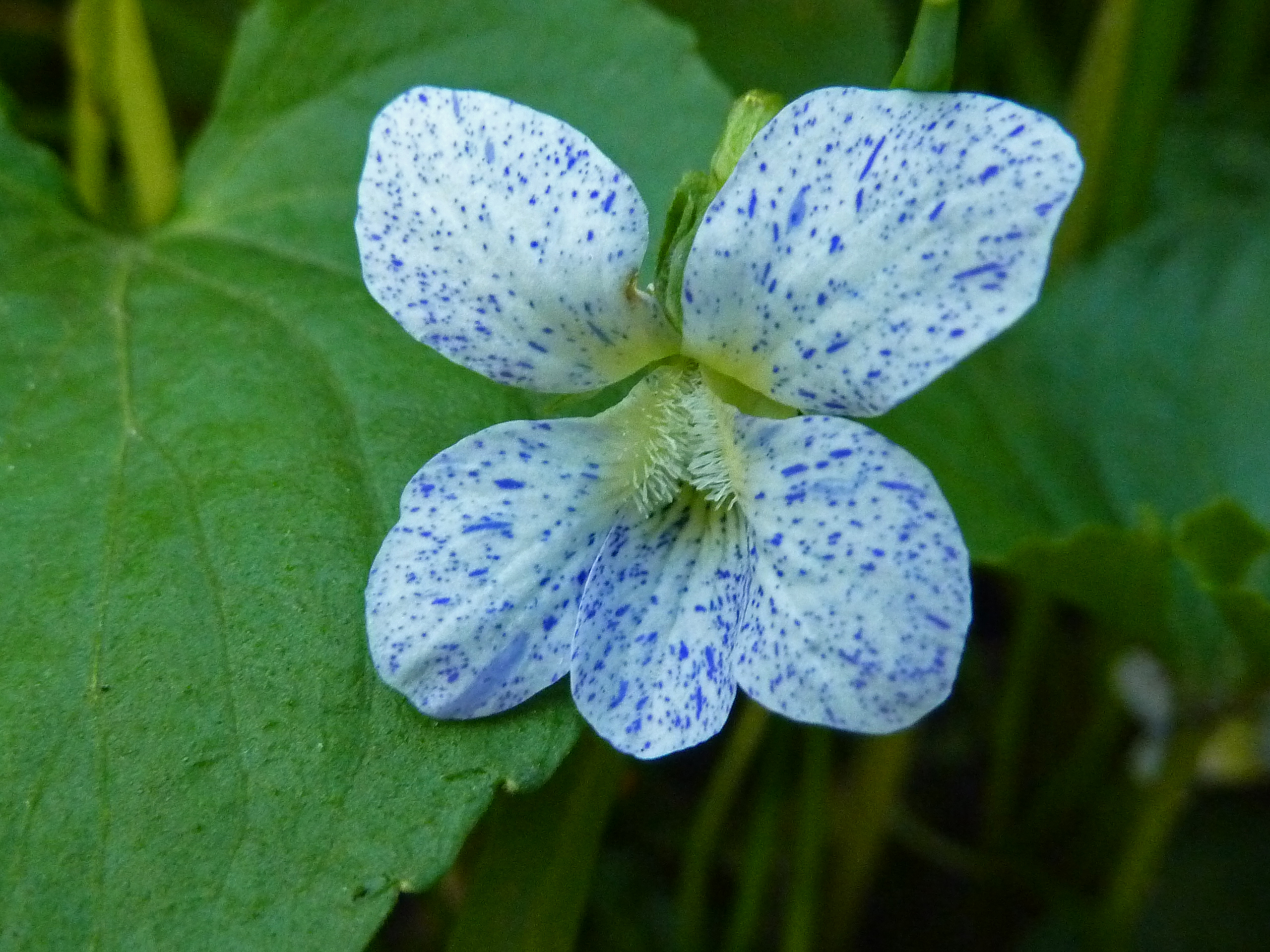 Common Blue Violet photo 7