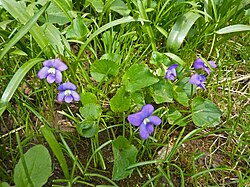 Common Blue Violet