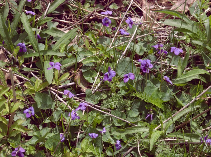 Common Blue Violet photo 2