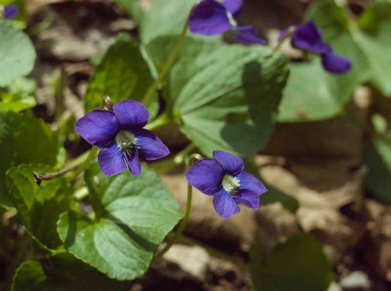 Common Blue Violet photo 3