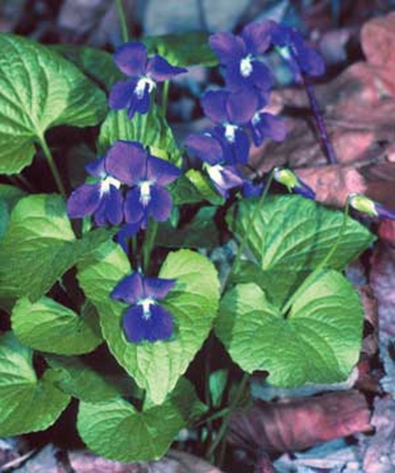 Common Blue Violet photo 4