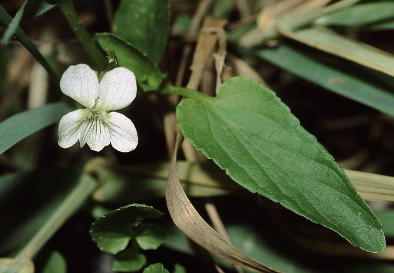 Viola stagnina