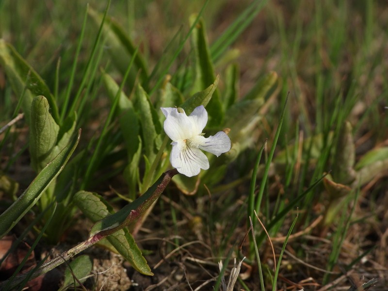 Viola stagnina photo 2