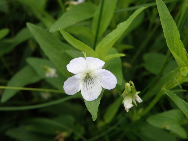 Viola stagnina photo 3