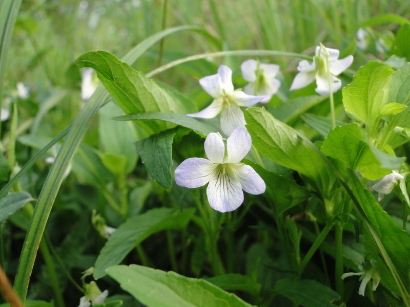 Viola stagnina photo 4