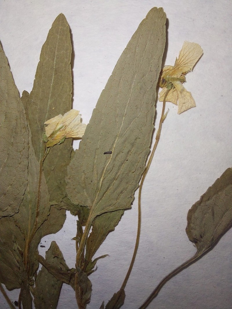 Viola stagnina photo 5