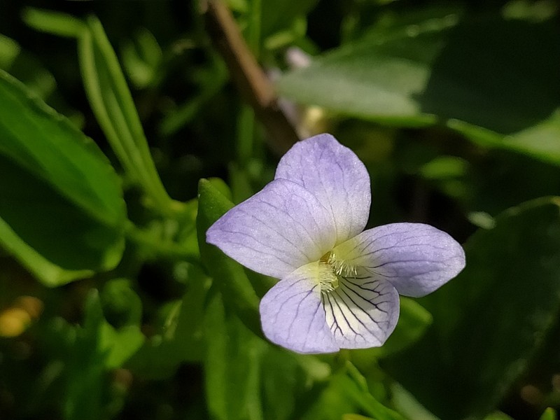 Viola stagnina photo 6