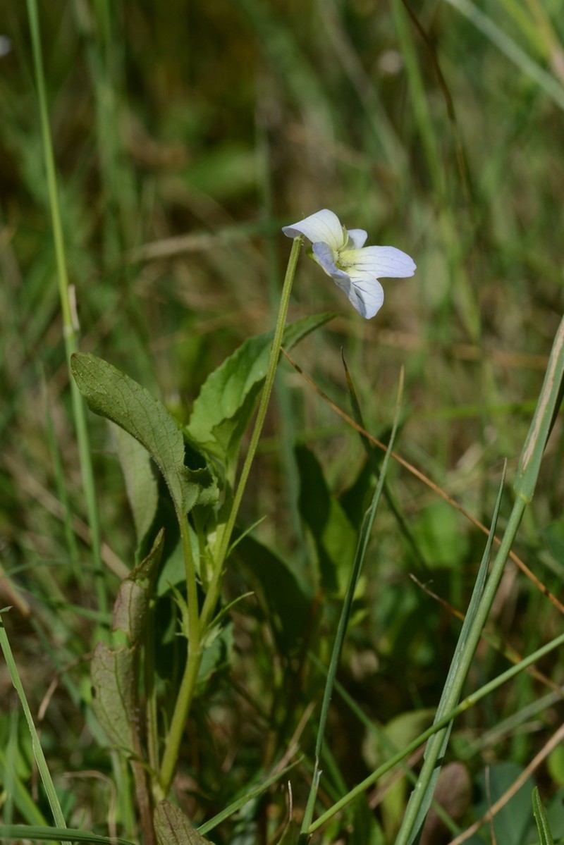 Viola stagnina photo 7