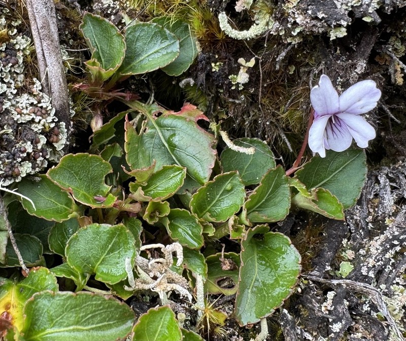 Viola steinbachii