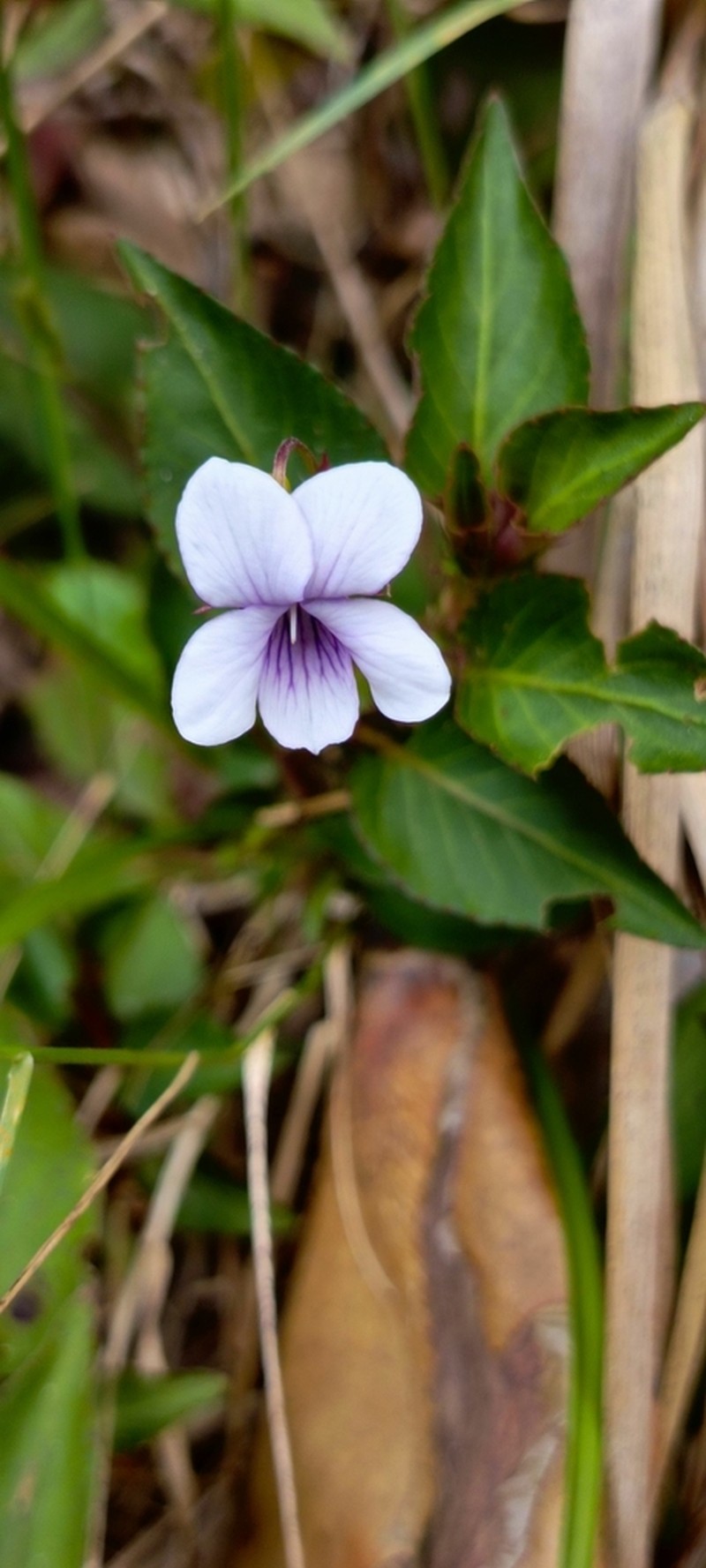 Viola steinbachii photo 2