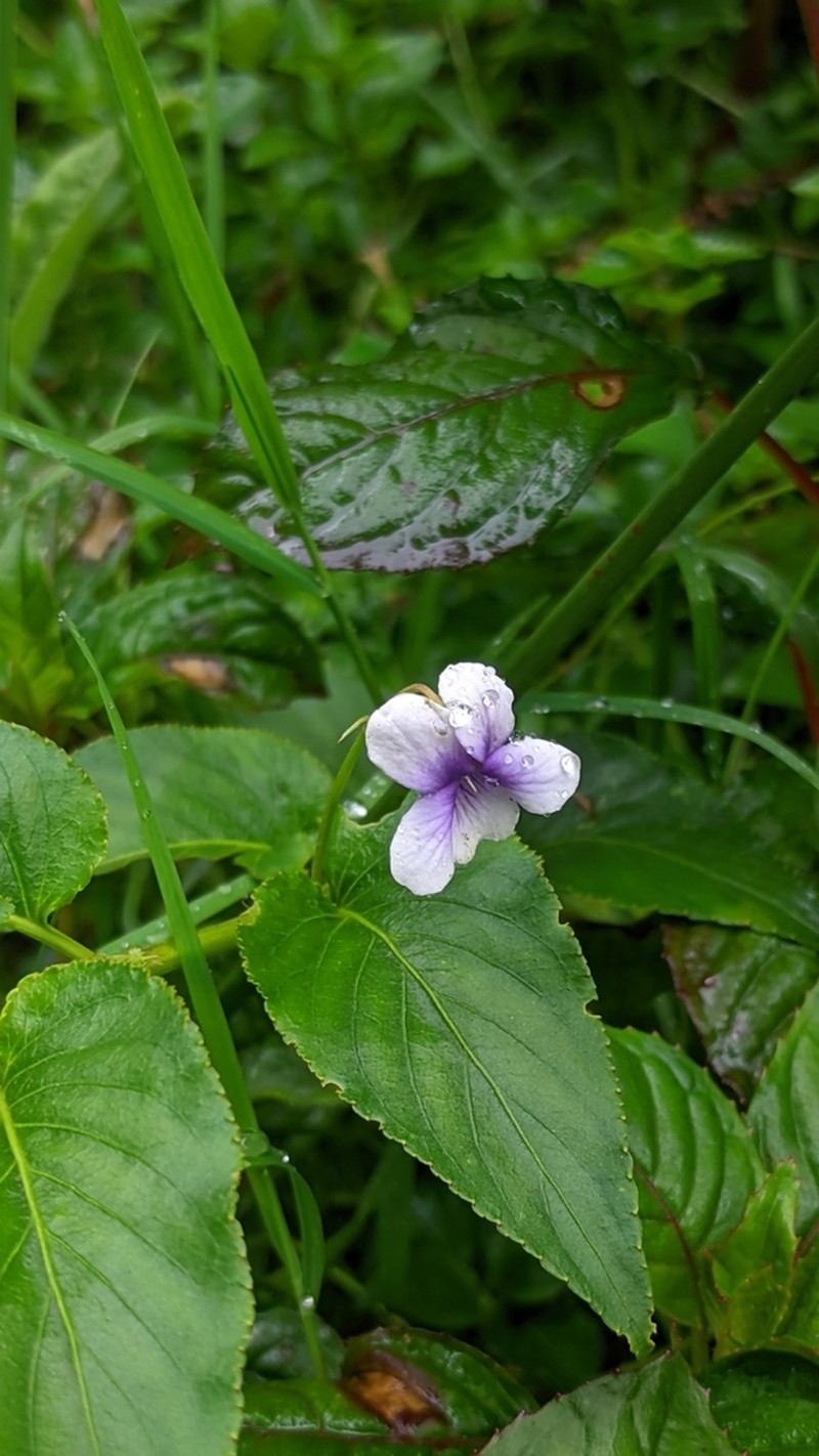 Viola steinbachii photo 3