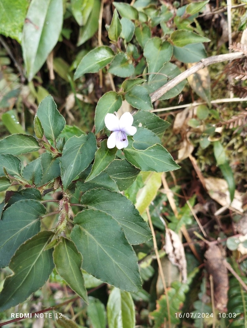 Viola steinbachii photo 4