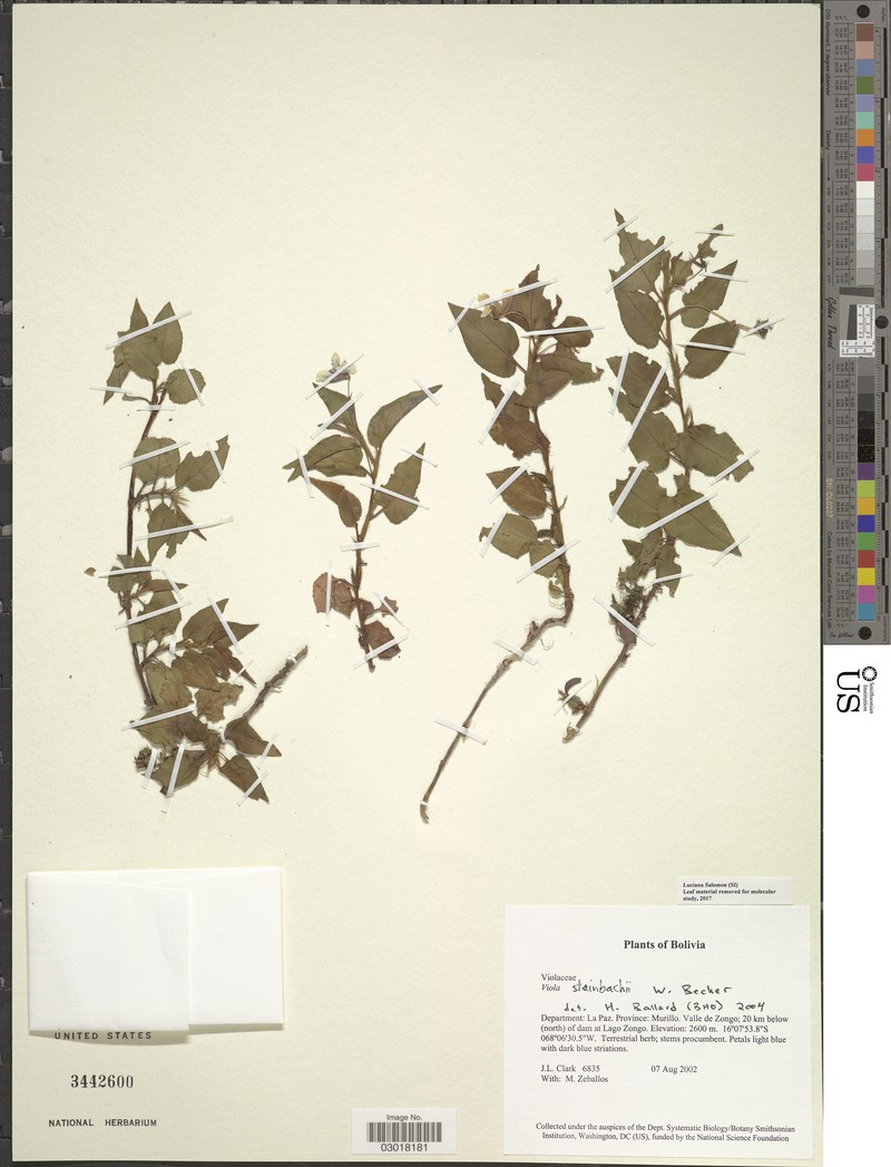 Viola steinbachii photo 5