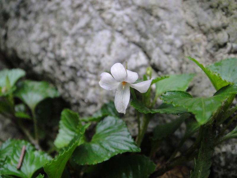 Viola stewardiana