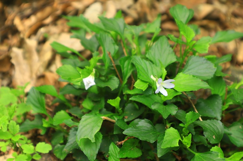 Viola stewardiana photo 2