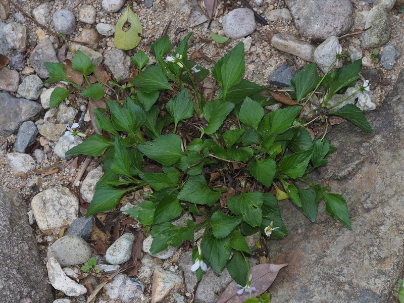 Viola stewardiana photo 3