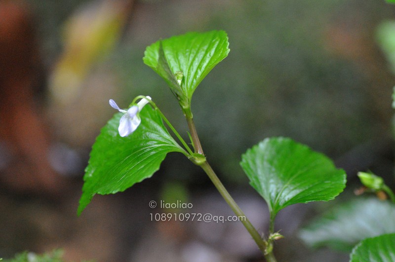 Viola stewardiana photo 4